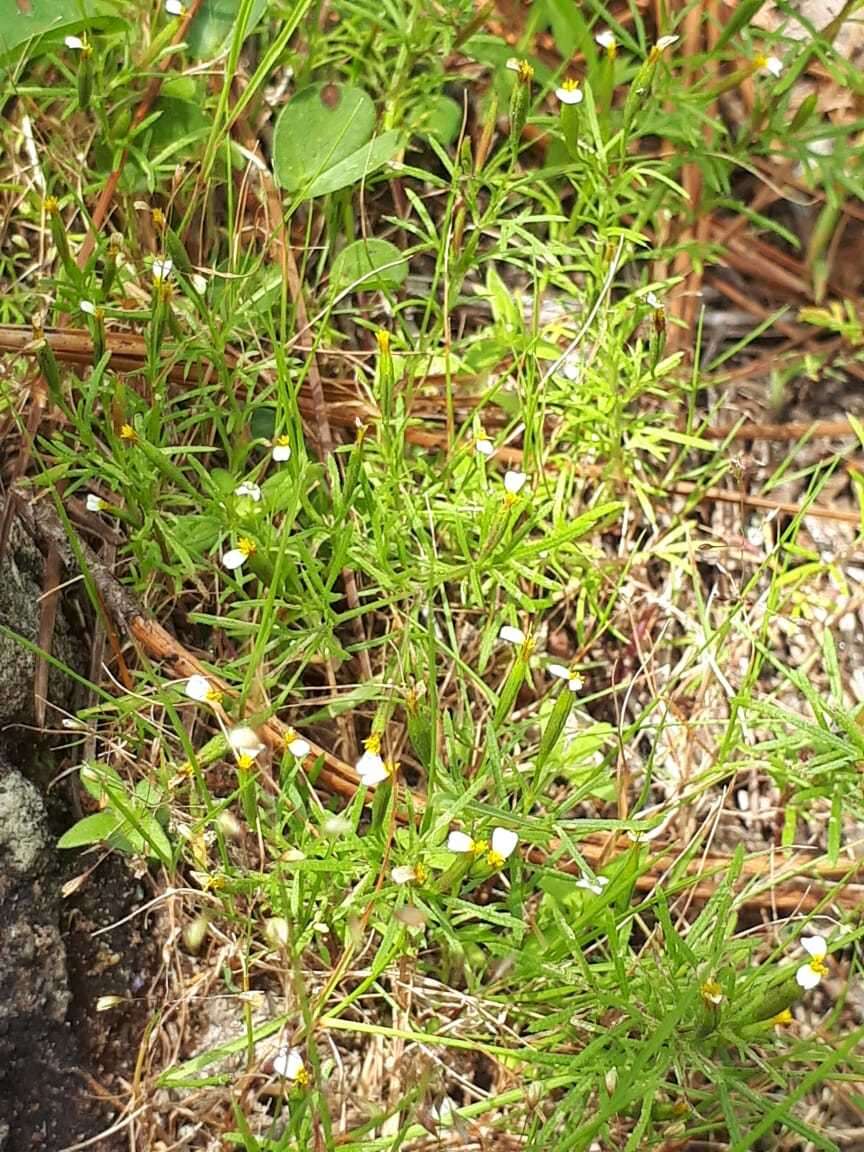 Tagetes filifolia Lag. resmi