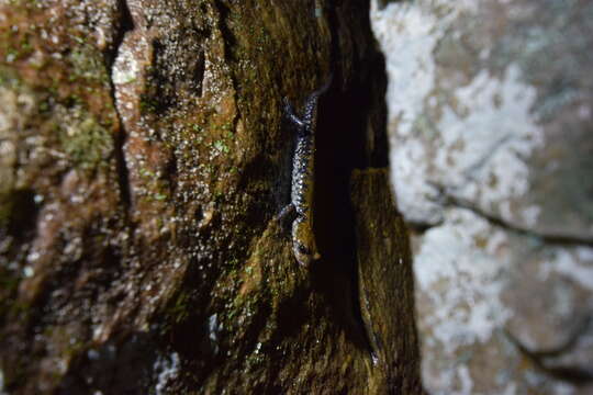 Sivun Plethodon petraeus Wynn, Highton & Jacobs 1988 kuva