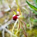 Image of Brown-clubbed spider orchid