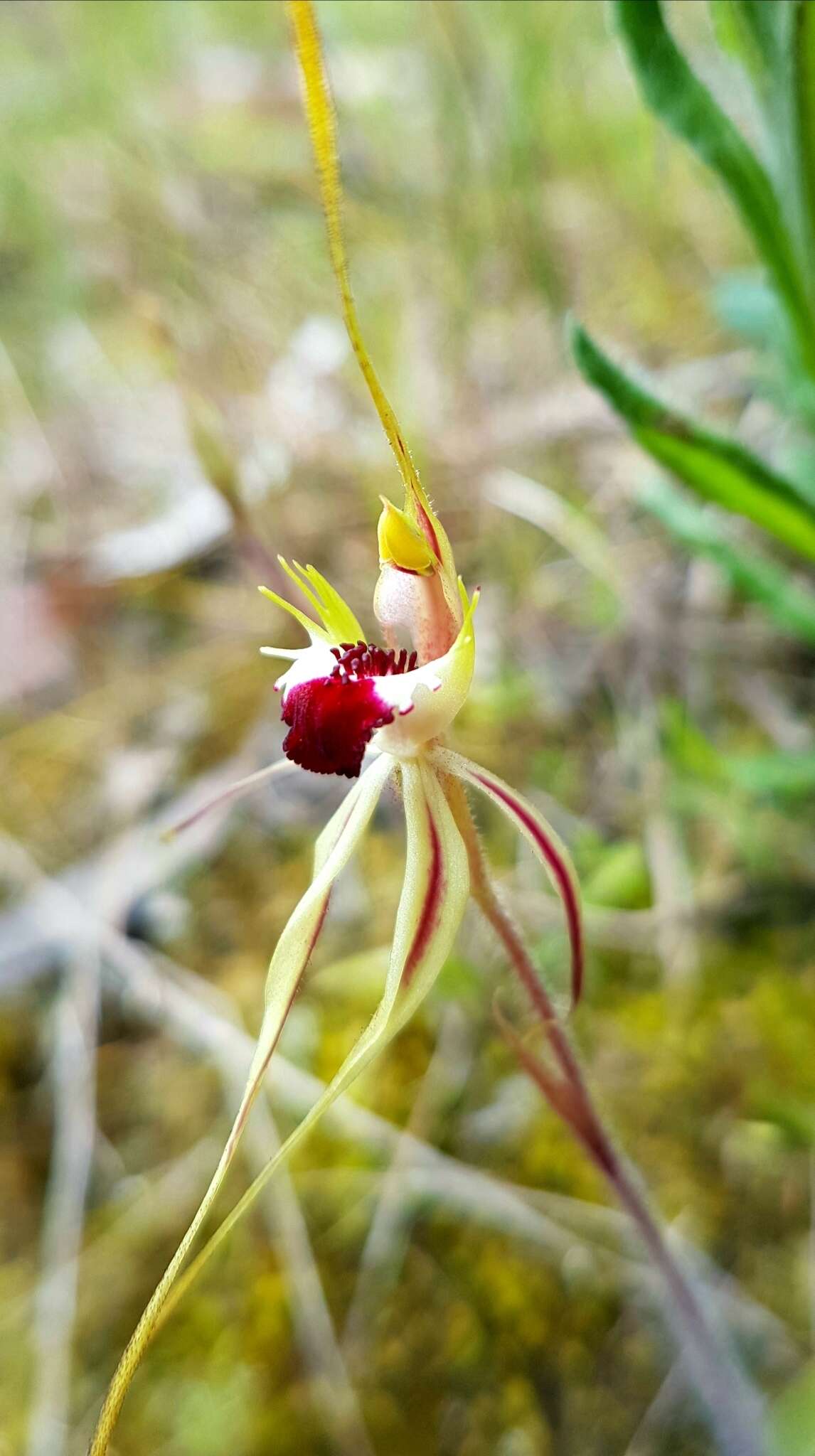 Image of Brown-clubbed spider orchid