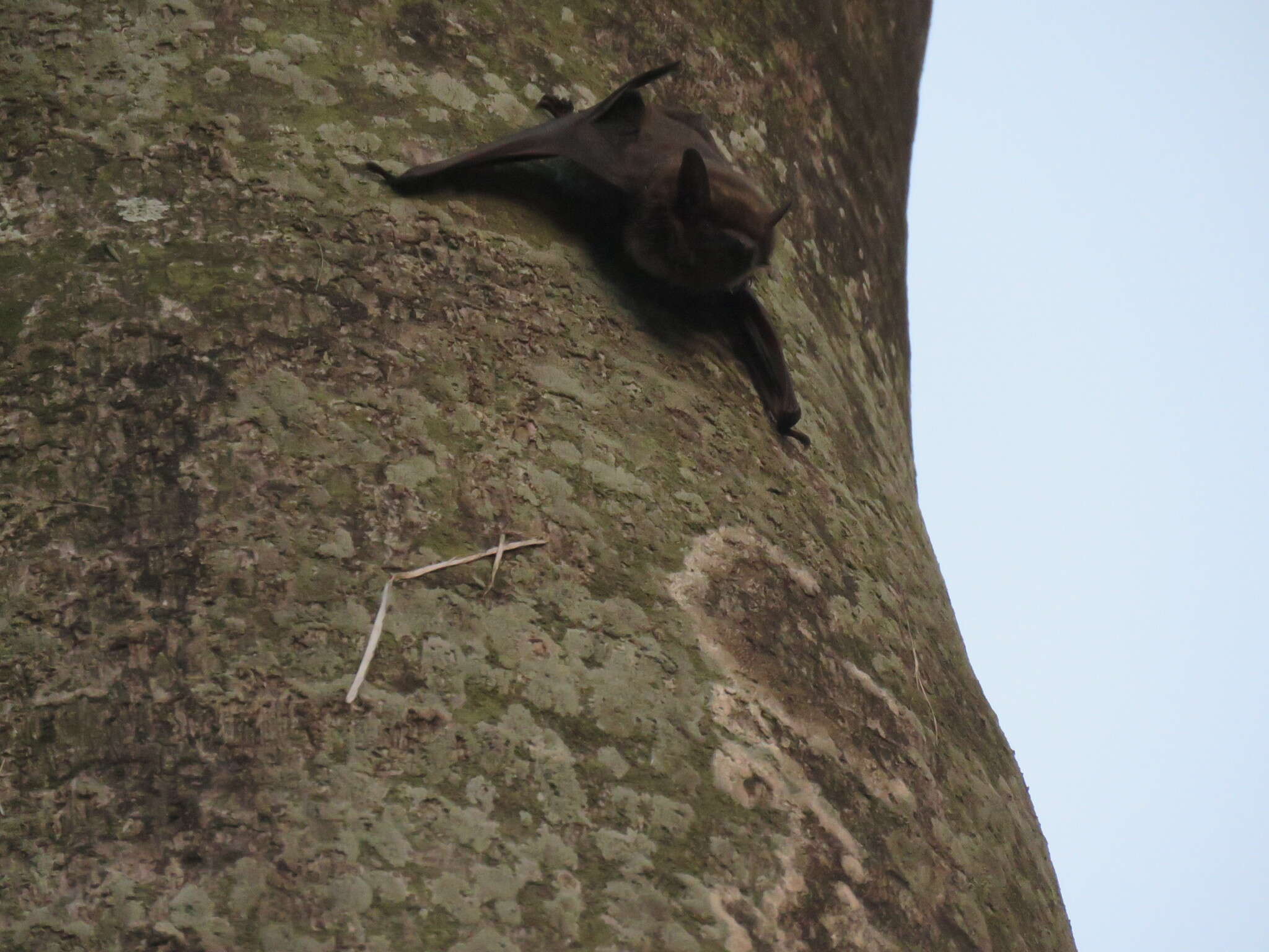 Plancia ëd Eptesicus pachyomus horikawai Kishida 1924