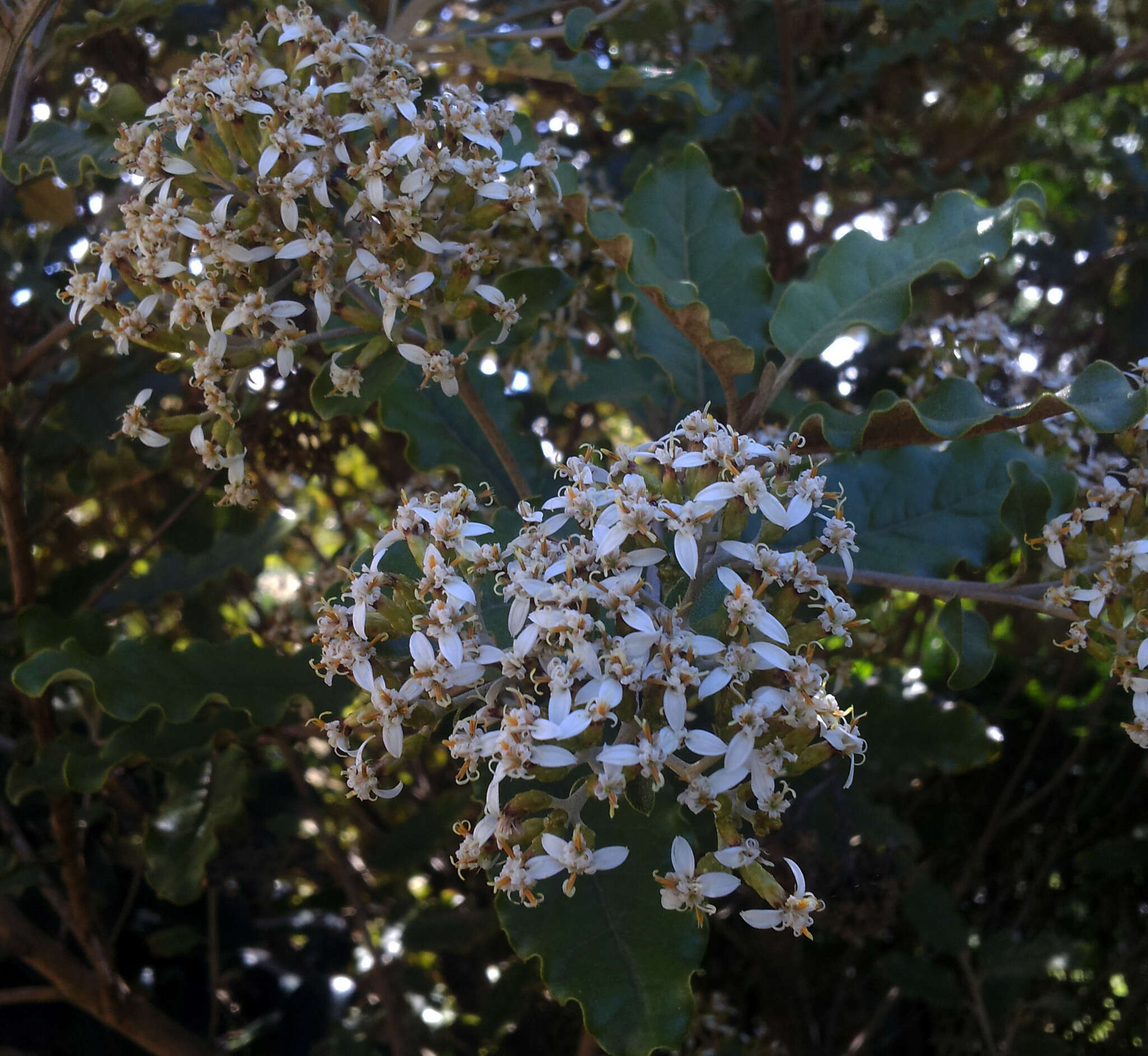 Image de Olearia albida var. angulata (T. Kirk) Allan