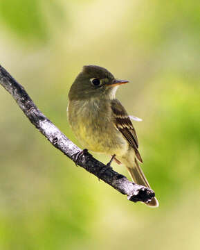 Image of Cordilleran Flycatcher