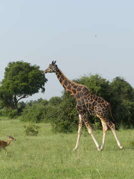 Image of Nubian Giraffe