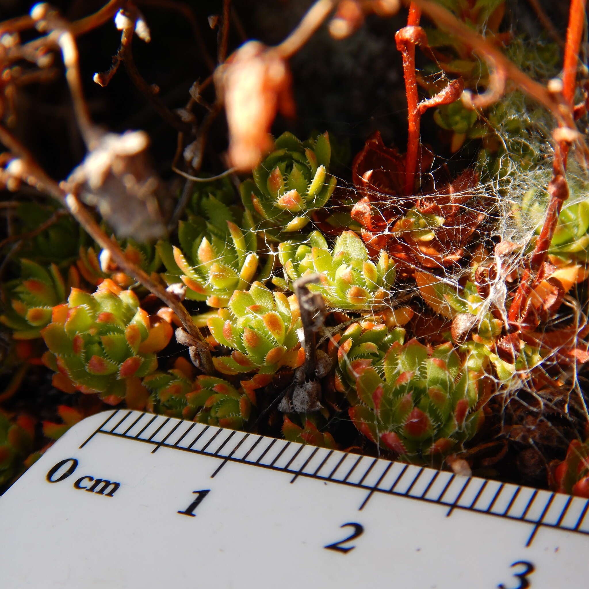 Image of Funston's Saxifrage