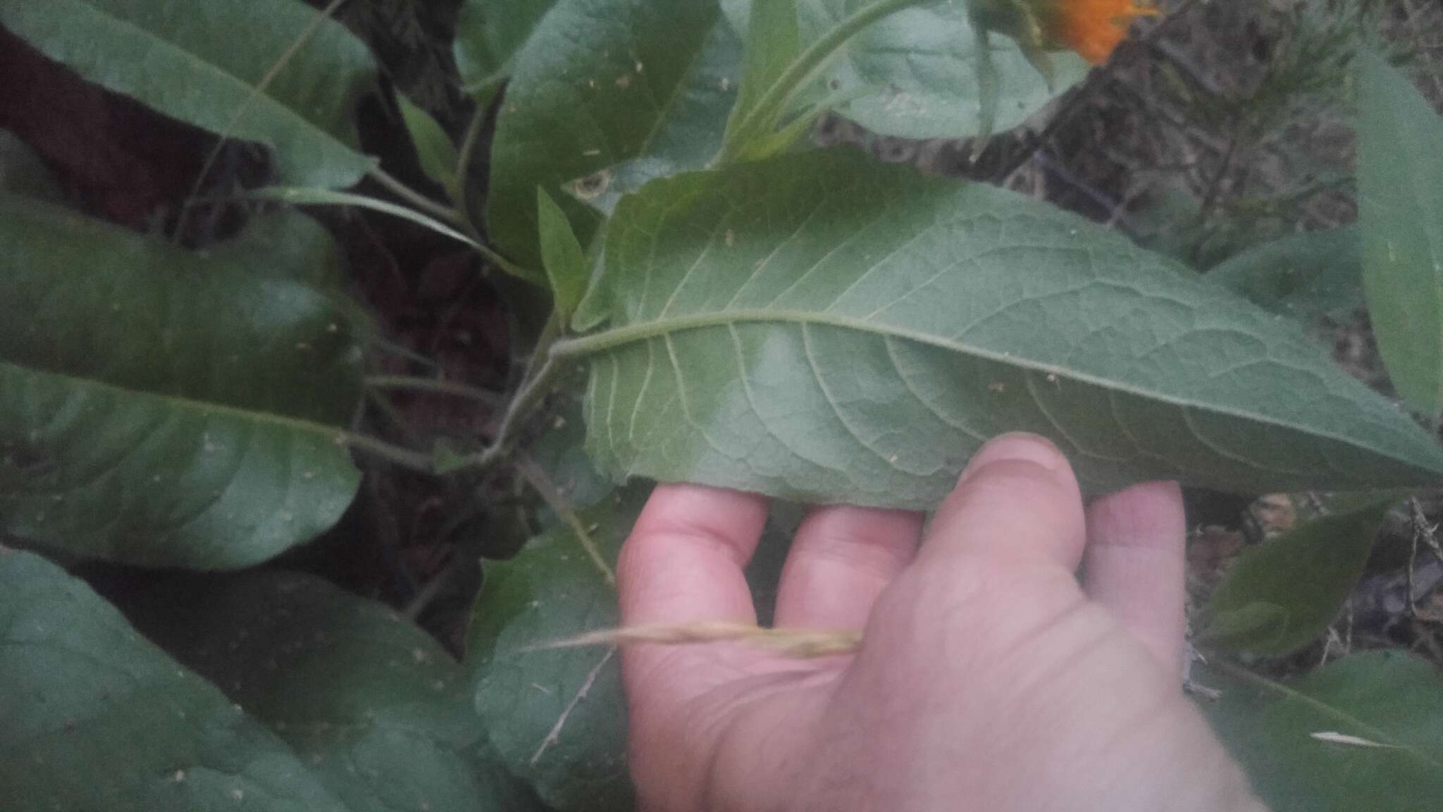 Image of Coville's mule-ears