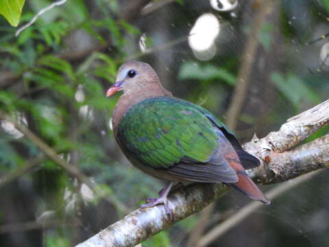 Image of Christmas Emerald Dove