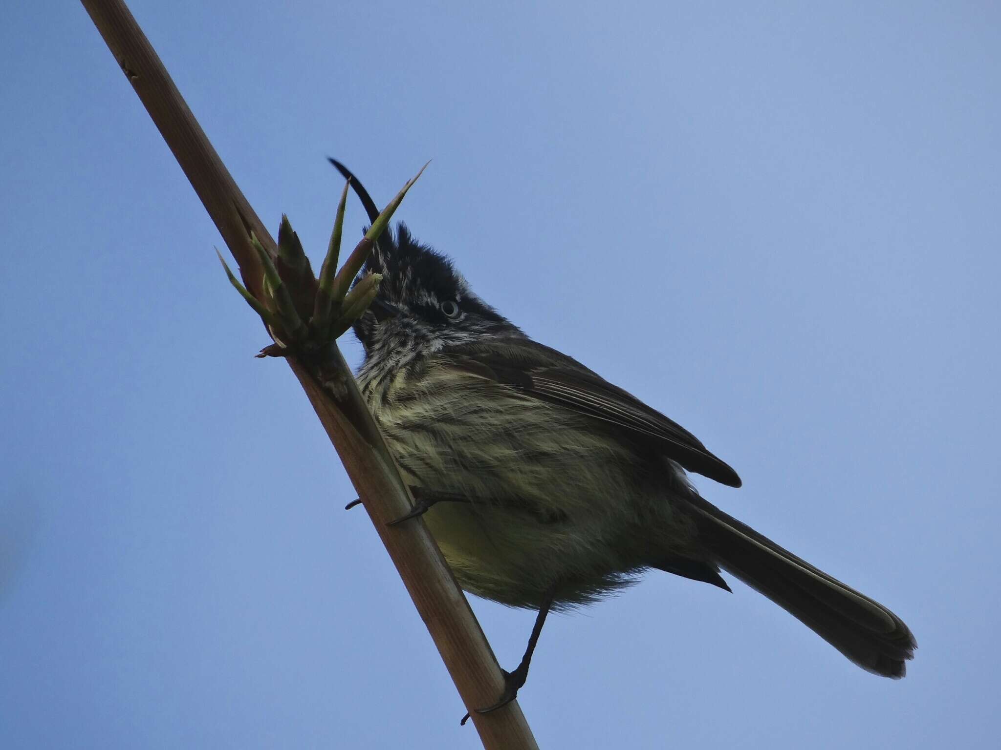 Image of Tufted Tit-Tyrant