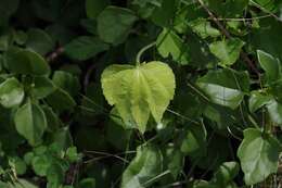 Plancia ëd Dalechampia capensis A. Spreng.