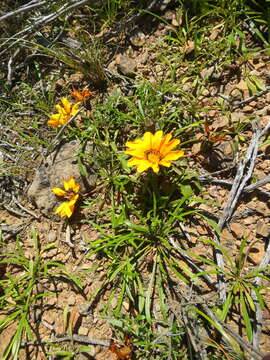 Imagem de Gazania pectinata (Thunb.) Hartweg