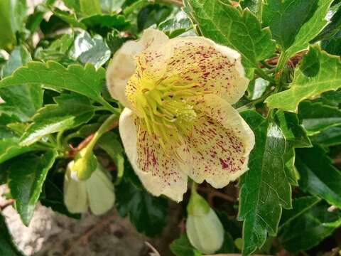 Imagem de Clematis cirrhosa L.