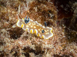 Image of Ardeadoris tomsmithi (Bertsch & Gosliner 1989)