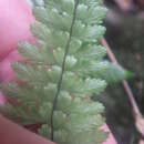 Image of Asplenium bipartitum Bory ex Willd.