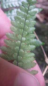 Imagem de Asplenium bipartitum Bory ex Willd.