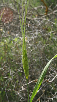 Imagem de Triticum dicoccoides (Asch. & Graebn.) Schweinf.