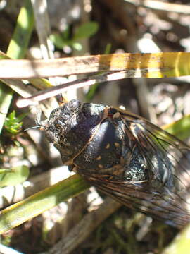 Image of Okanagana occidentalis (Walker & F. 1866)