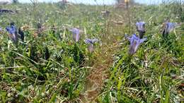 Image of Gentiana septemfida subsp. grossheimii (Doluch.) J. J. Halda