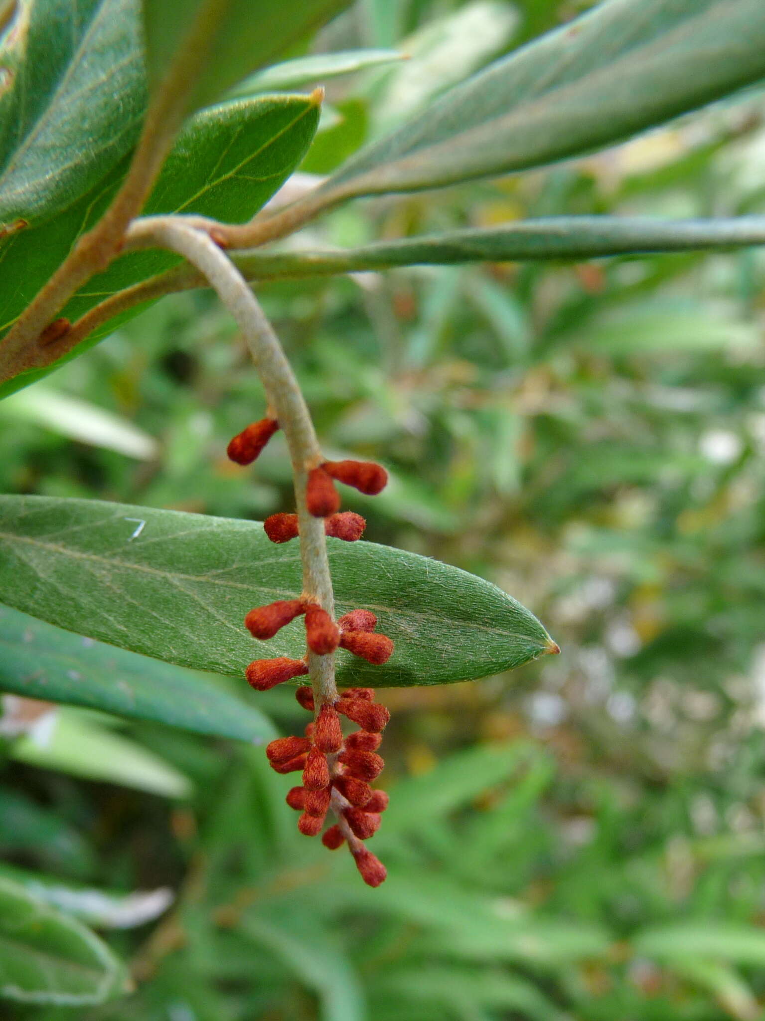 Image of Grevillea victoriae subsp. victoriae