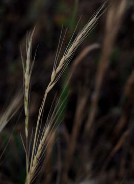 Plancia ëd Aegilops sharonensis Eig