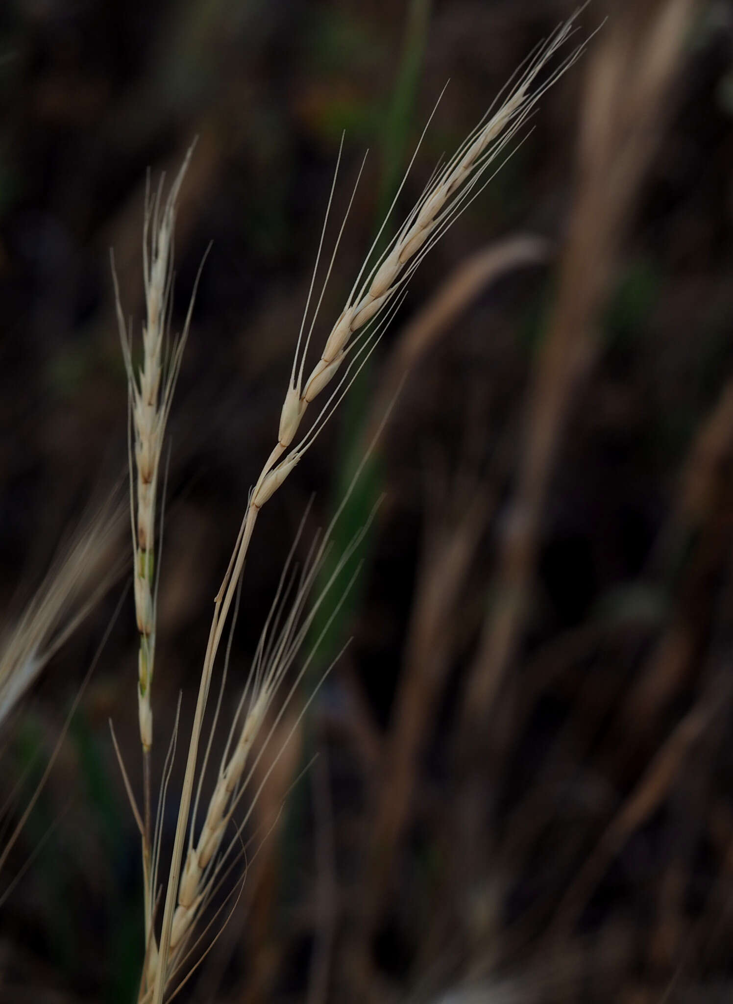 صورة Aegilops sharonensis Eig