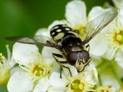 صورة Sericomyia lata (Cqouillett 1907)