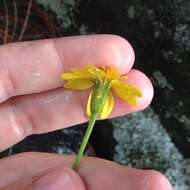 Image of Tagetes linifolia Seaton