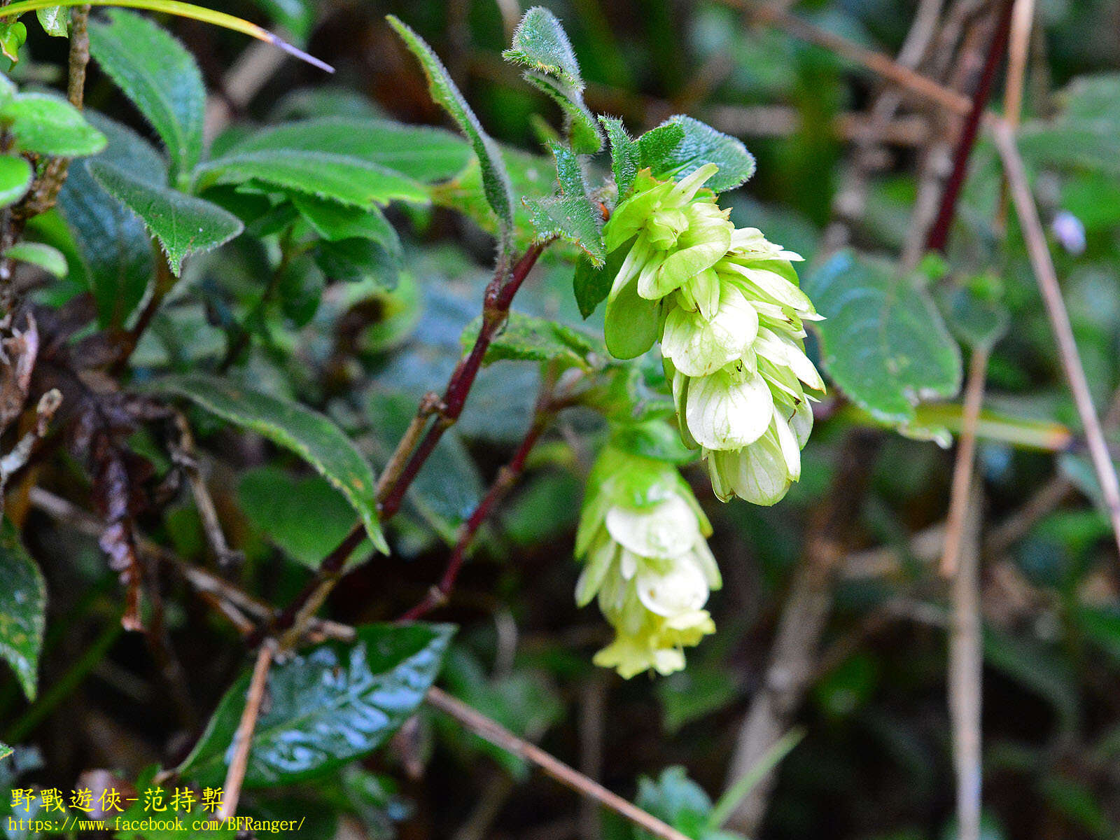 Strobilanthes calycina Nees resmi