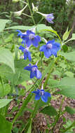 Plancia ëd Delphinium alabamicum R. Kral