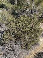 Imagem de Arctostaphylos glandulosa subsp. gabrielensis (P. V. Wells) J. E. Keeley, M. C. Vasey & V. T. Parker