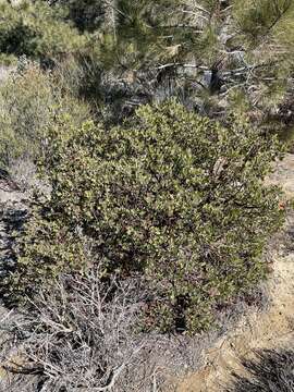 Image of San Gabriel manzanita