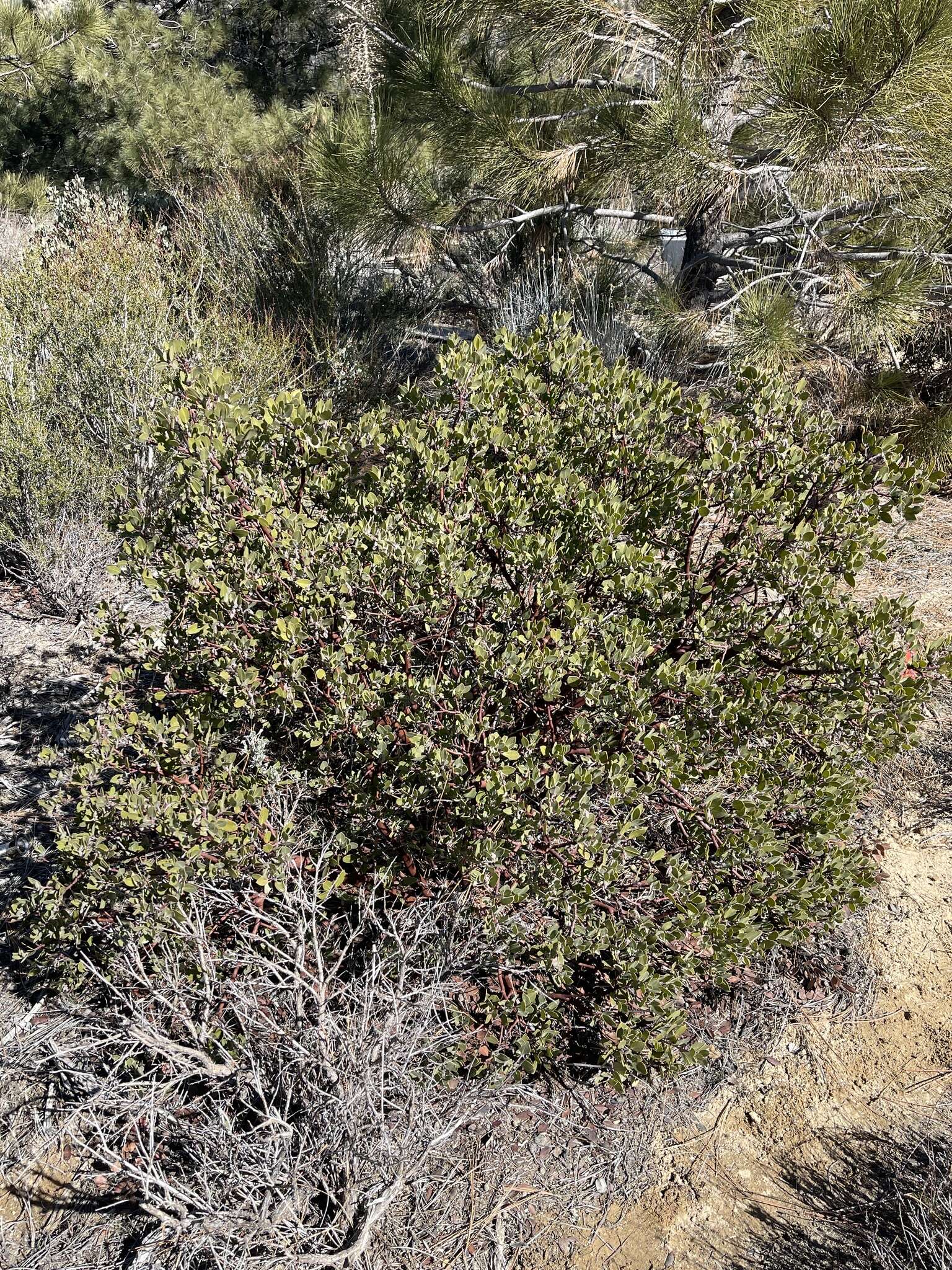 Imagem de Arctostaphylos glandulosa subsp. gabrielensis (P. V. Wells) J. E. Keeley, M. C. Vasey & V. T. Parker