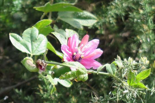 Image of Passiflora rosea (Karsten) Killip