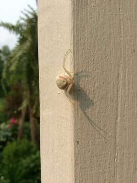 Image of Flower Crab Spiders