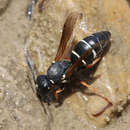 Antepipona nigricornis (Moravitz 1885) resmi