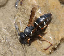 Image of Antepipona nigricornis (Moravitz 1885)