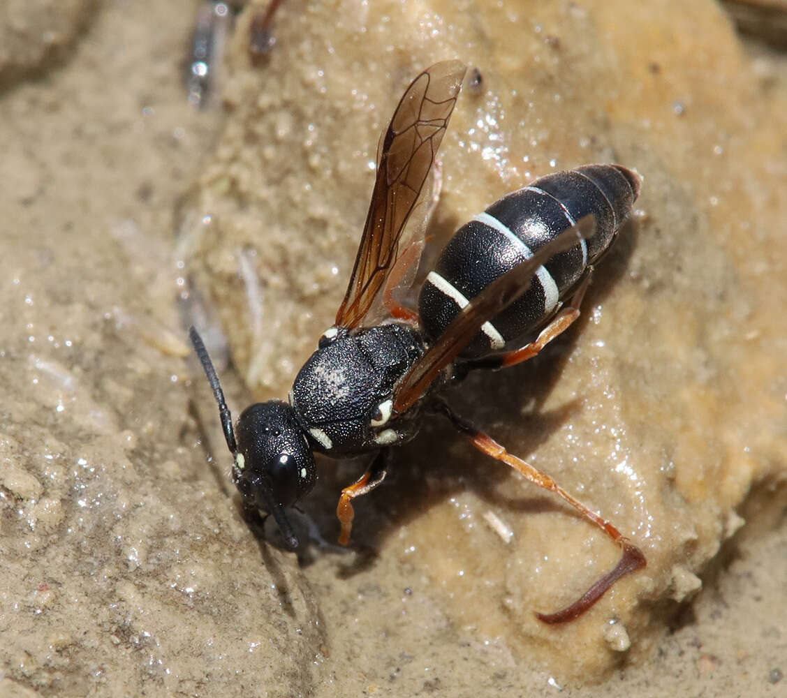 Sivun Antepipona nigricornis (Moravitz 1885) kuva