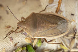 Image of Chlorochroa (Rhytidolomia) senilis (Say 1832)