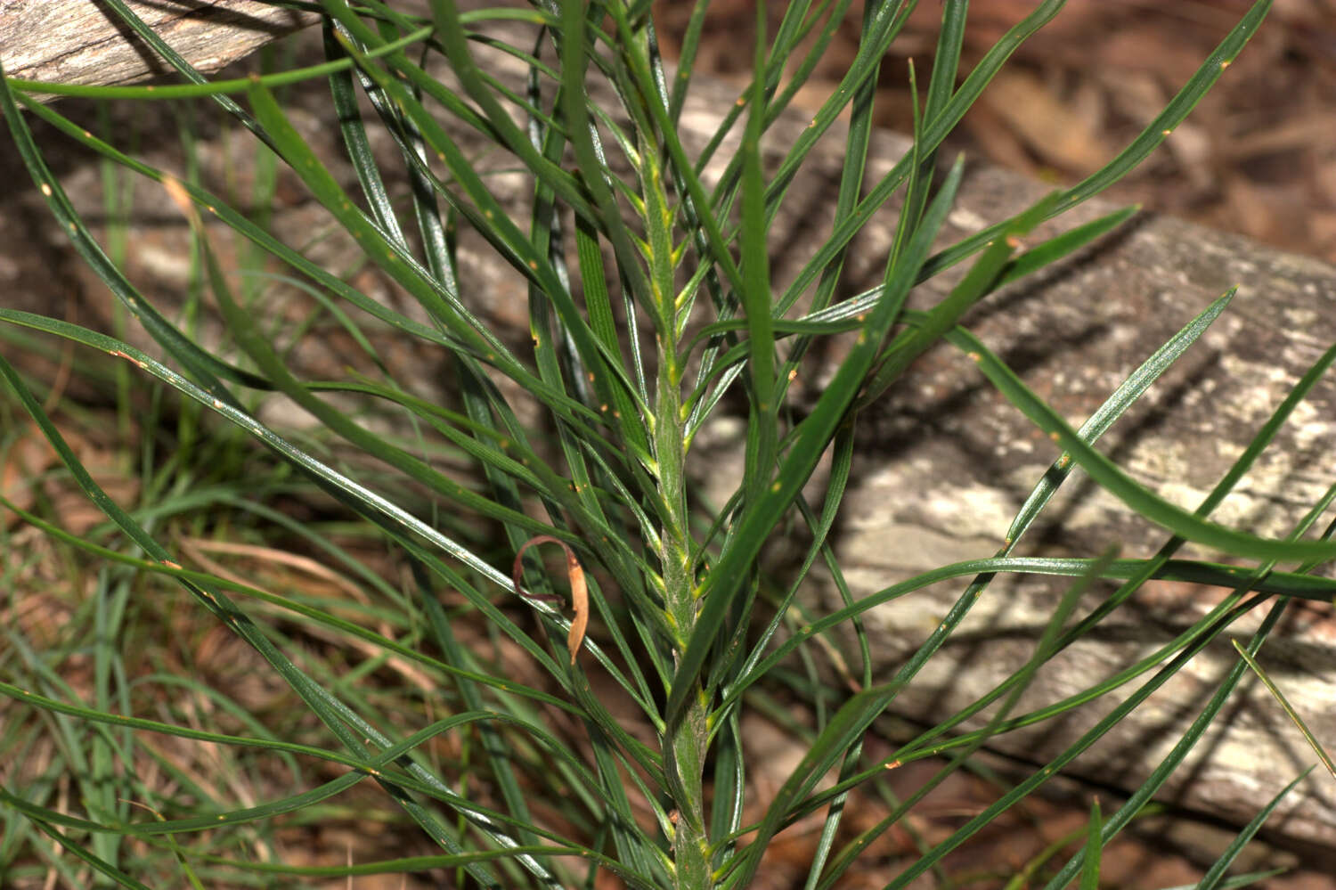 Image de Macrozamia conferta D. L. Jones & P. I. Forst.