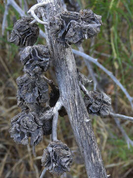 Image of Smooth Arizona Cypress