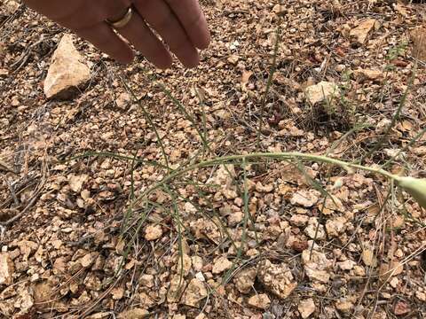 Image of Rusby's milkweed