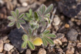 Imagem de Lupinus brevicaulis S. Watson