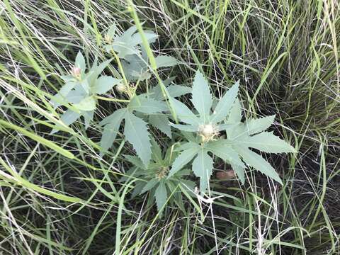 Image of ragged nettlespurge