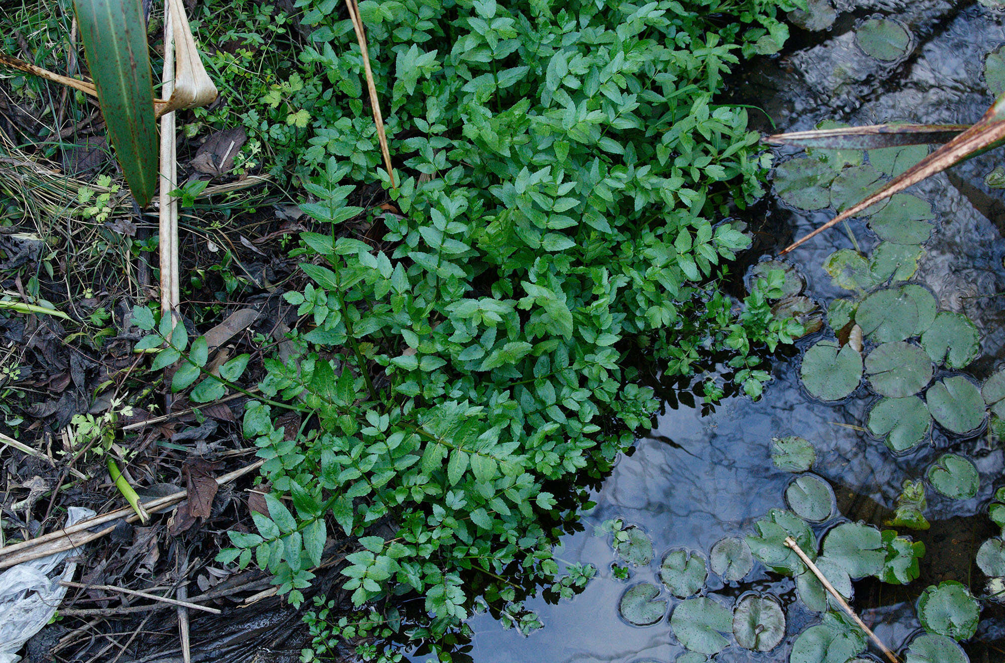 Image of Fool's-Watercress