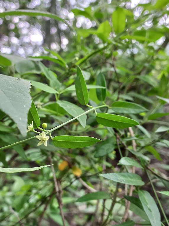 Image of Metastelma californicum subsp. lanceolatum (Schltr.) Liede & Meve