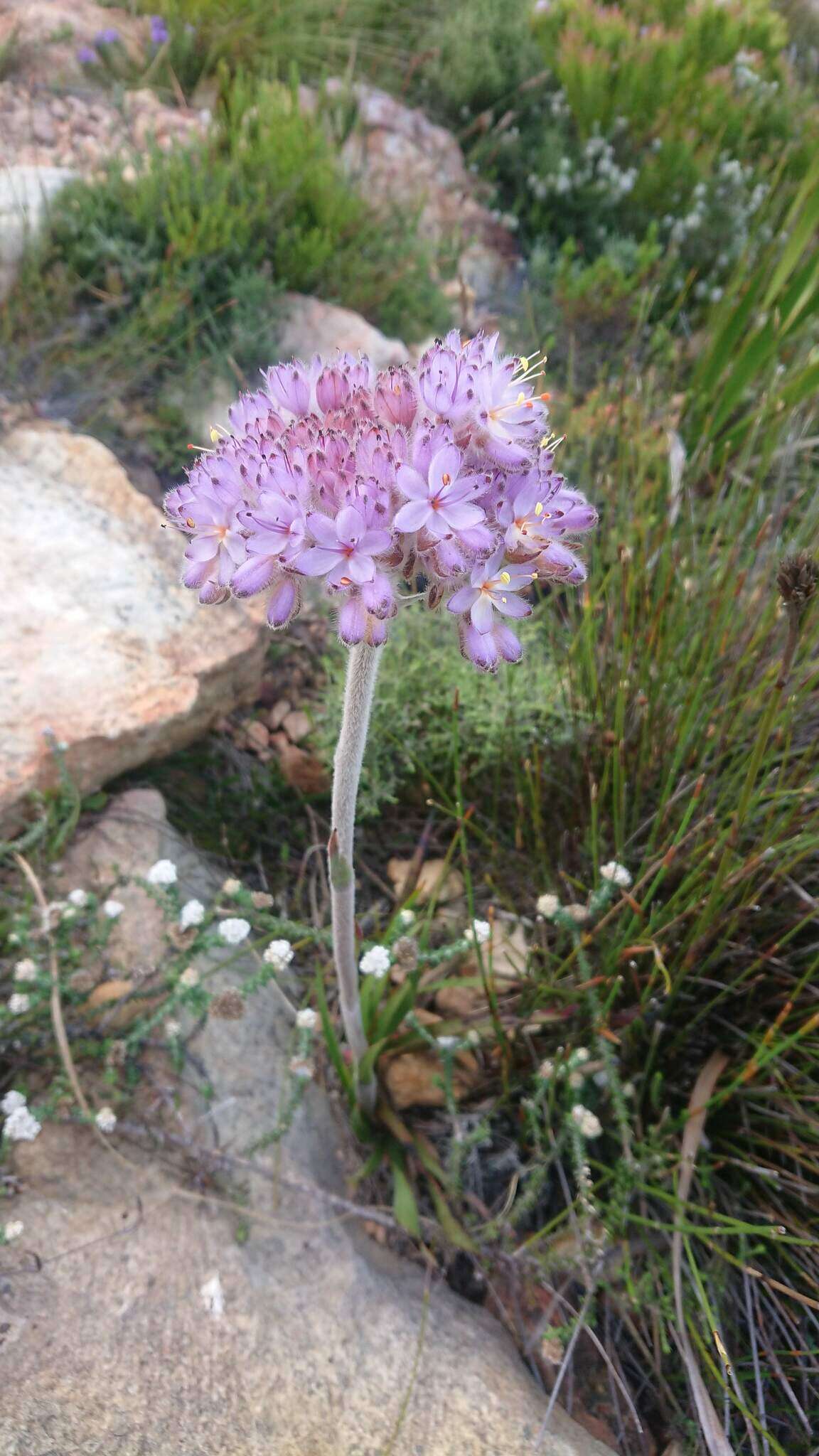 Image of Dilatris corymbosa P. J. Bergius