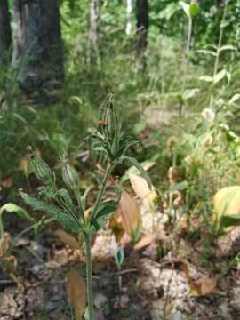 Image of night-flowering campion