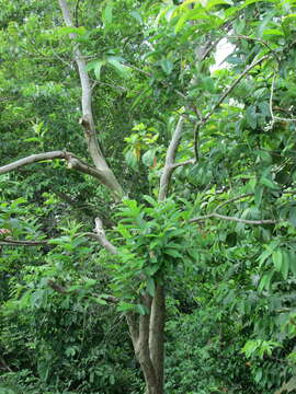 Image of guava