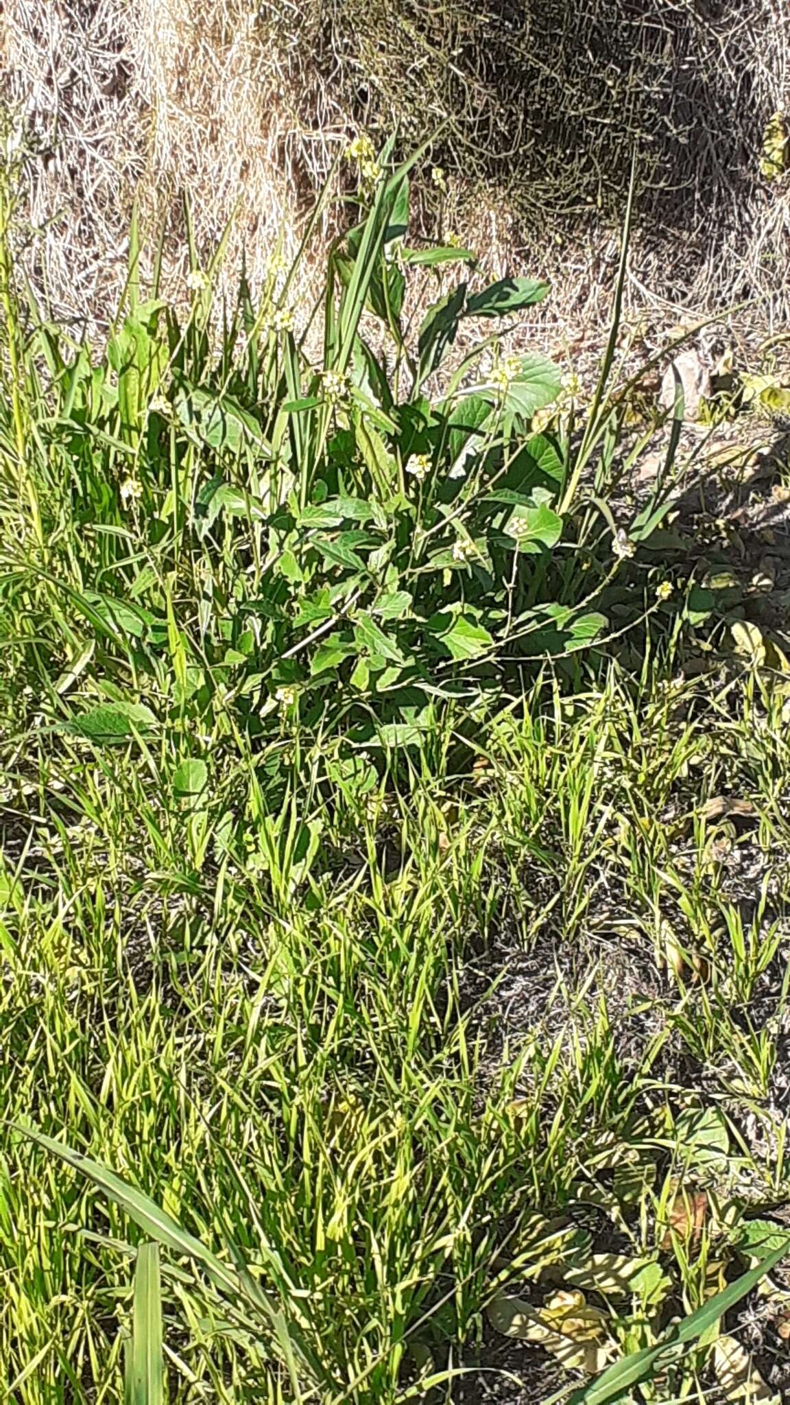 Image of <i>Burnsius orcynoides</i>