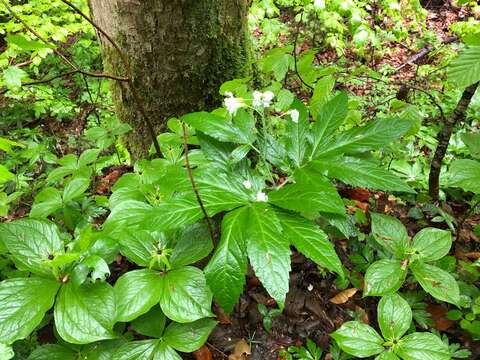 Image of Pinnate Coralroot