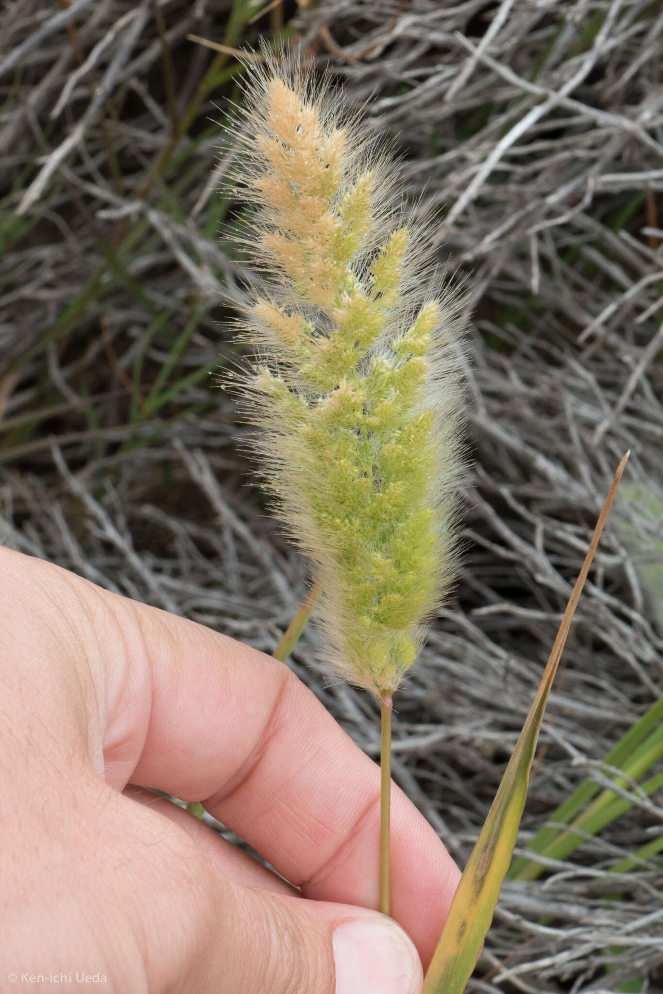 Слика од Polypogon monspeliensis (L.) Desf.